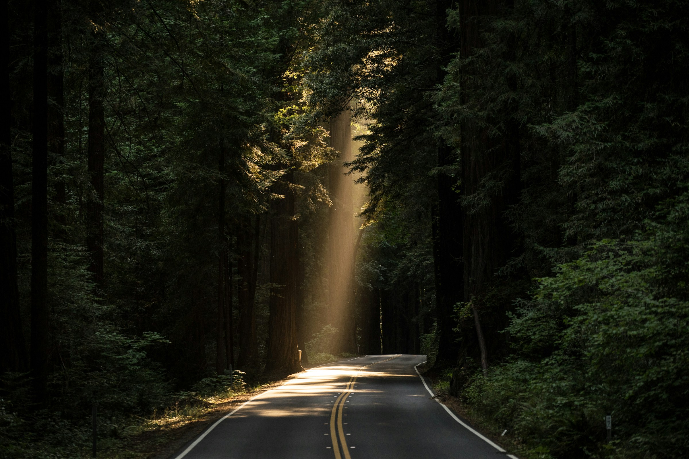 An open road in a forrest